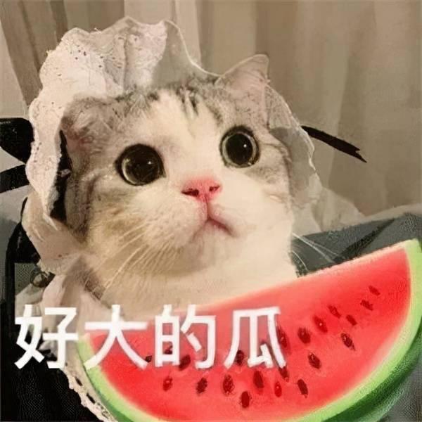 娱乐吃瓜喵不务正业版